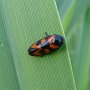 black and red froghopper
